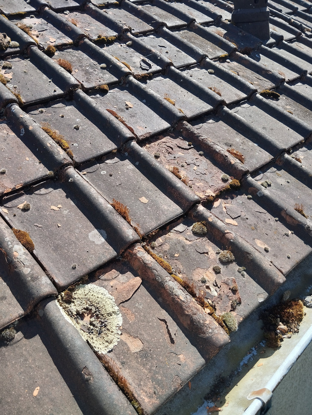 Le démoussage préventif : un investissement rentable ?